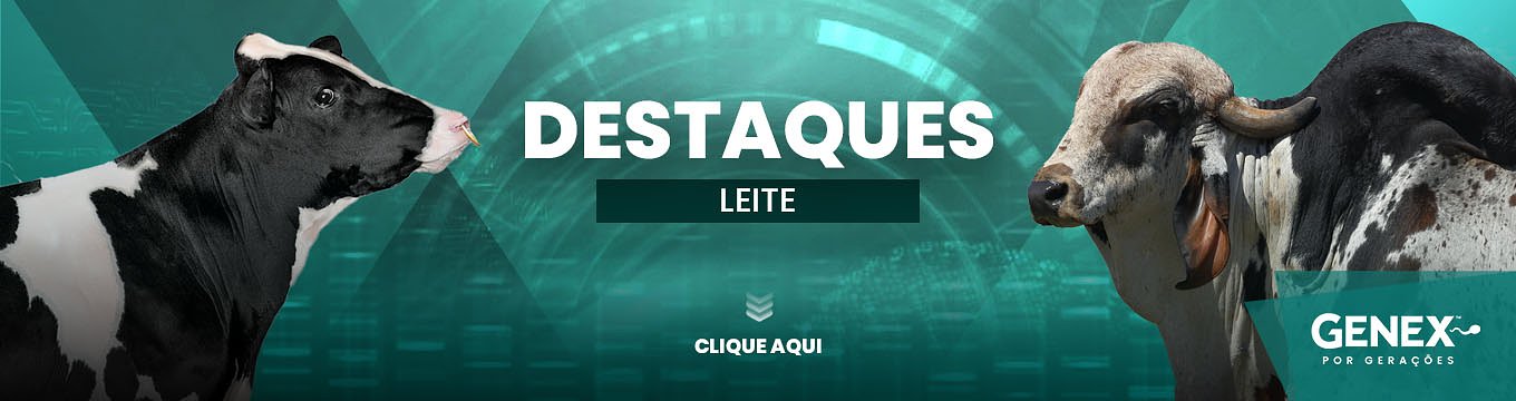 DESTAQUES – TOUROS DE LEITE