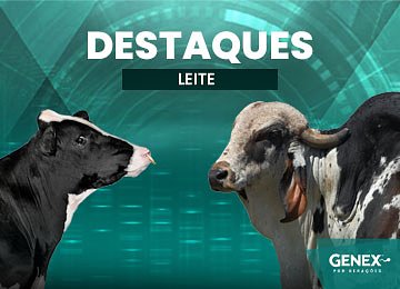 DESTAQUES – TOUROS DE LEITE - Mobile