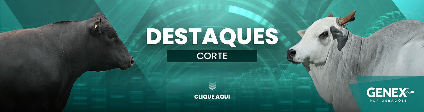DESTAQUES – TOUROS DE CORTE 