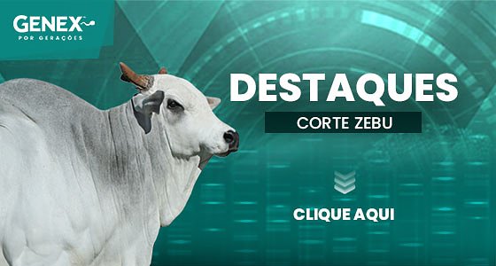 DESTAQUES – TOUROS DE CORTE ZEBU