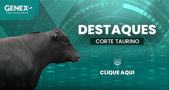 DESTAQUES – TOUROS DE CORTE TAURINO