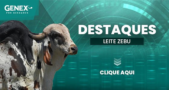 DESTAQUES – TOUROS DE LEITE ZEBU