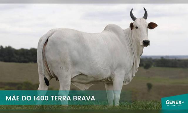 1400 FIV DA TERRA BRAVA (M) - Foto 6