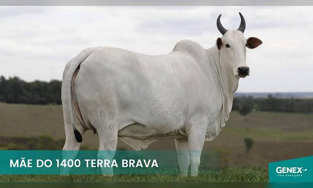1400 FIV DA TERRA BRAVA (M) - Foto 0